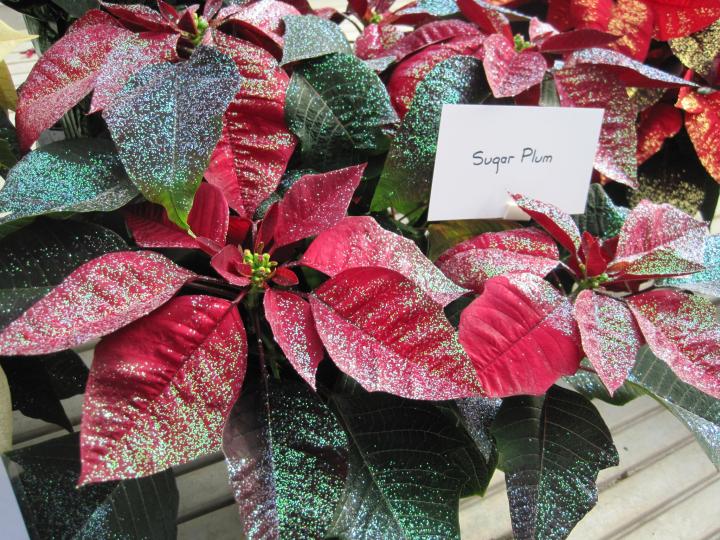 poinsettia sprayed with glitter, sugar plum